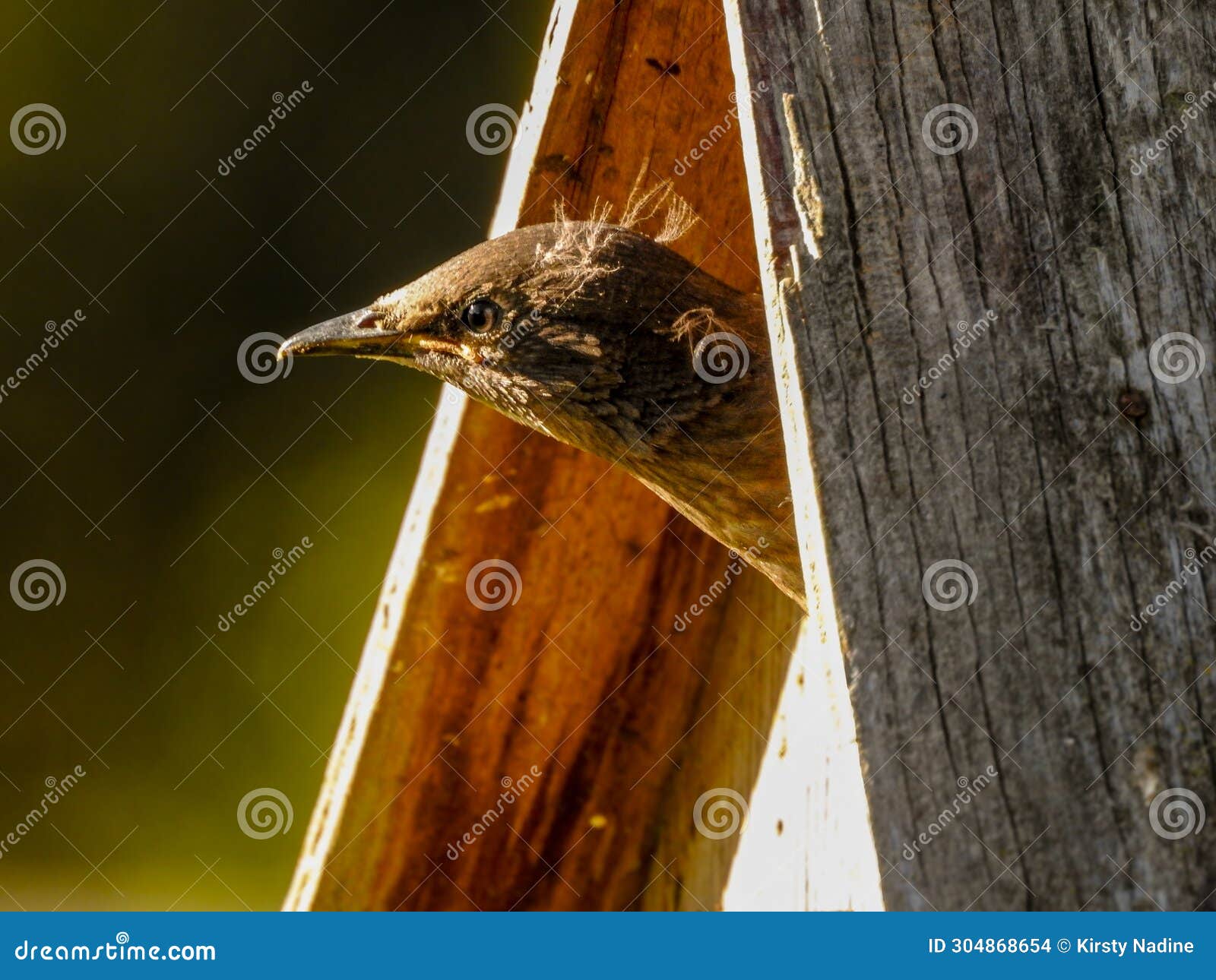 juvenile common starling waiting for food