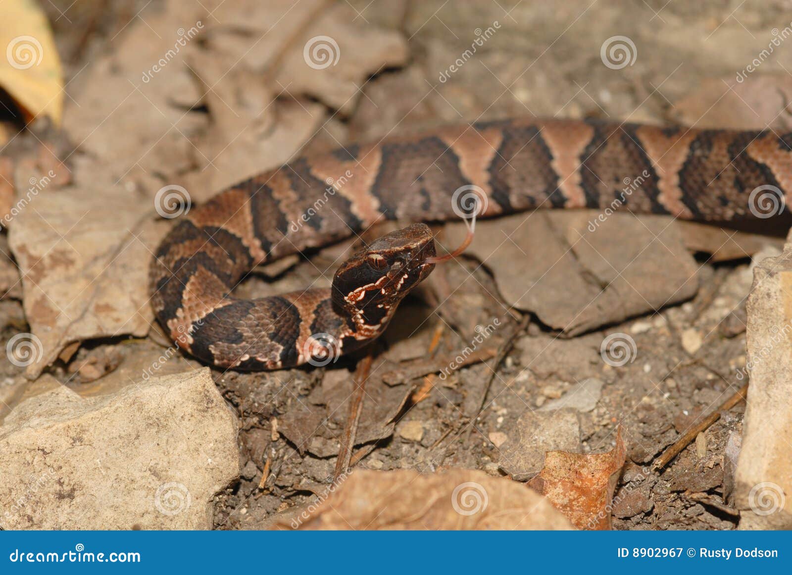 Juvenile Cottonmouth stock image. Image of markings, agkistrodon 8902967