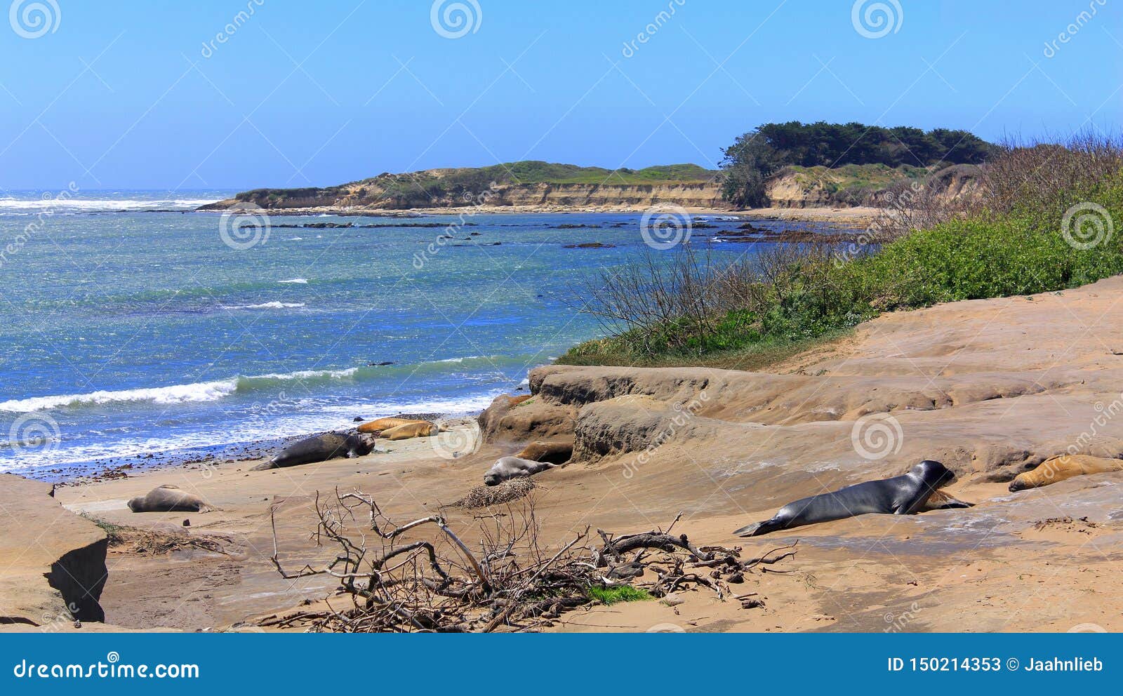 juvenile elephant seals on pacific beach, ano nuevo state park, big sur coast, california, usa