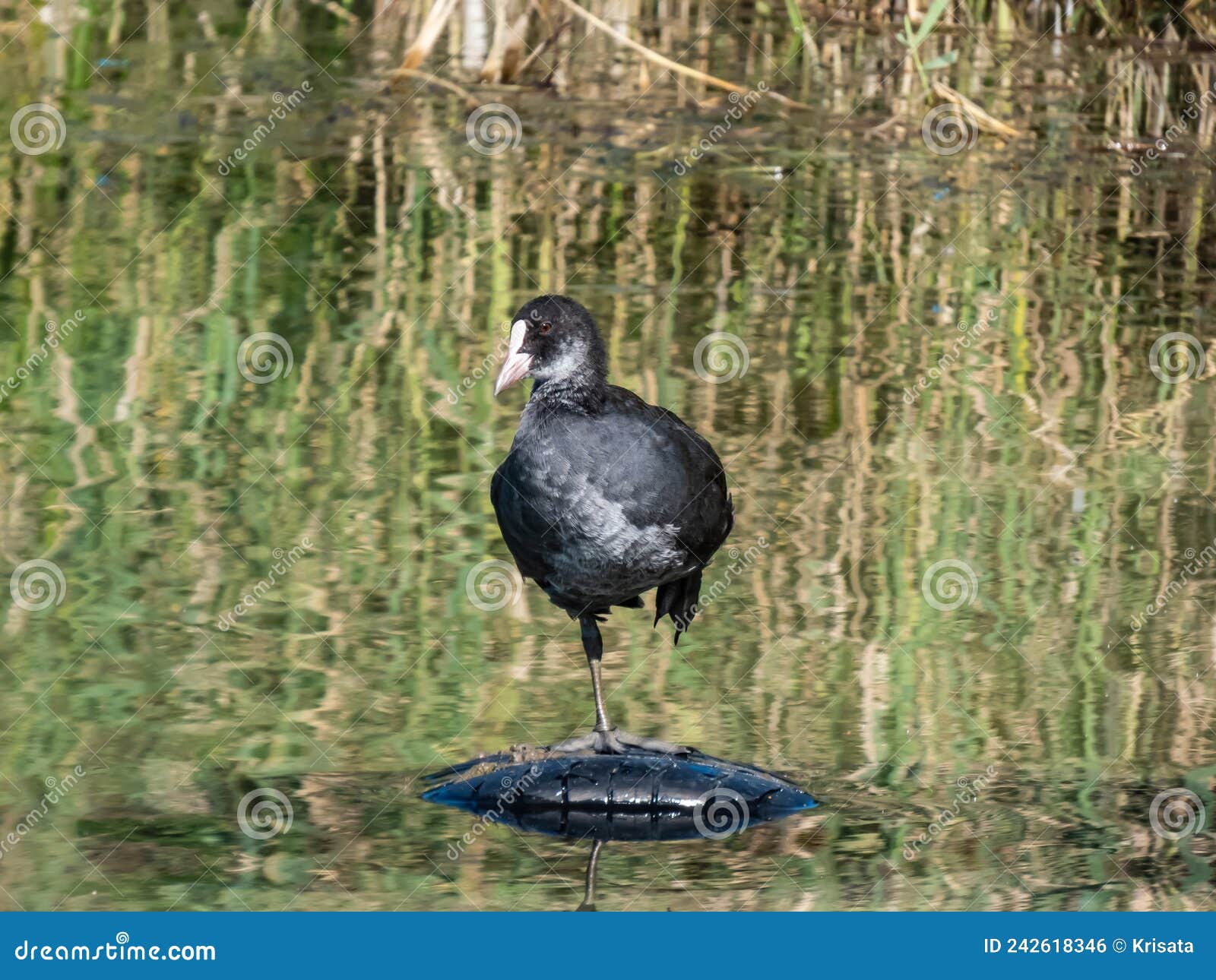 juvenile of the eurasian coot or common coot fulica atra with slaty-black body, a glossy black head and a white bill with a