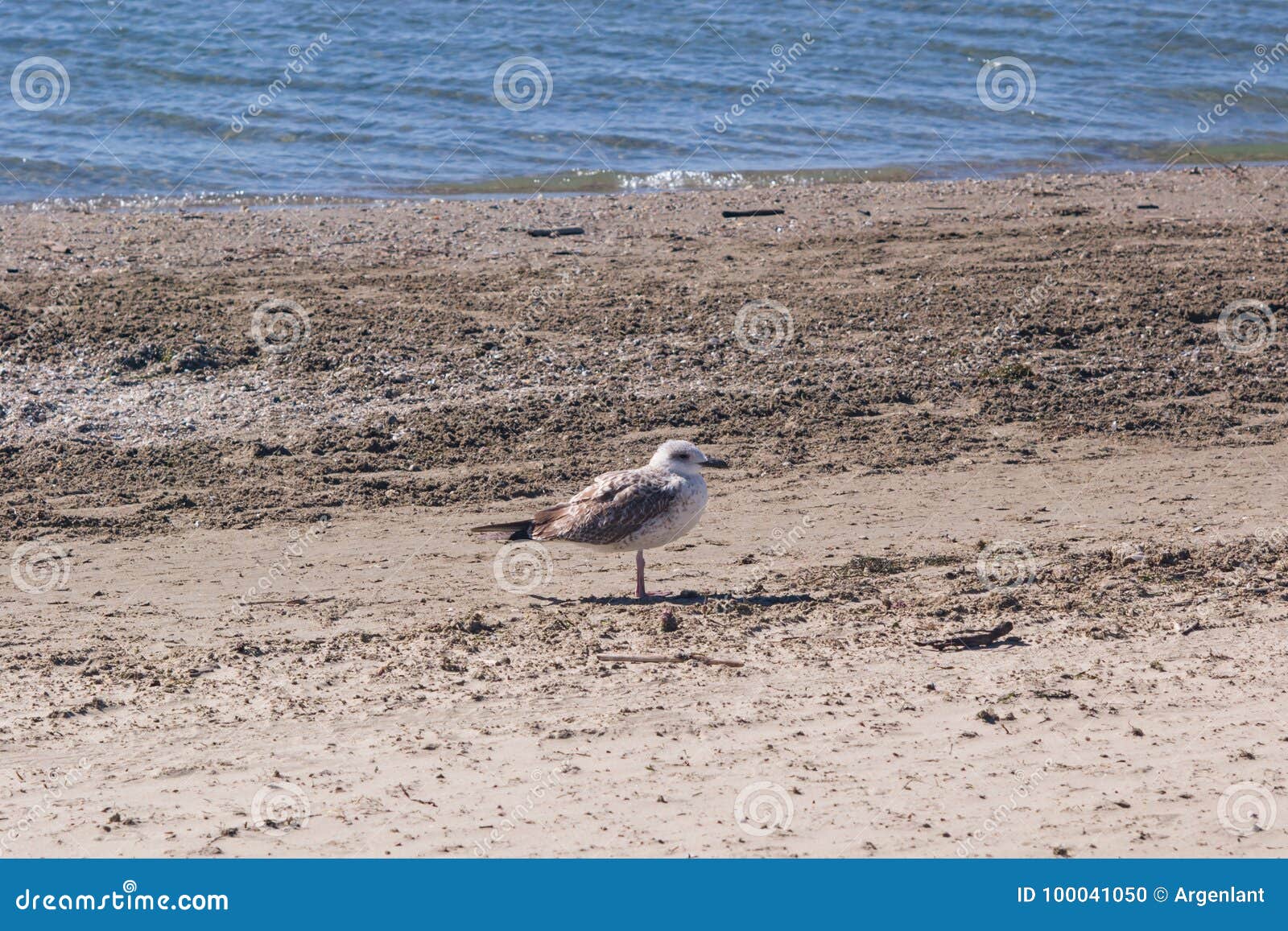 juvenile european herring gull or larus argentatus close-up portrait at sea shore, selective focus, shallow dof