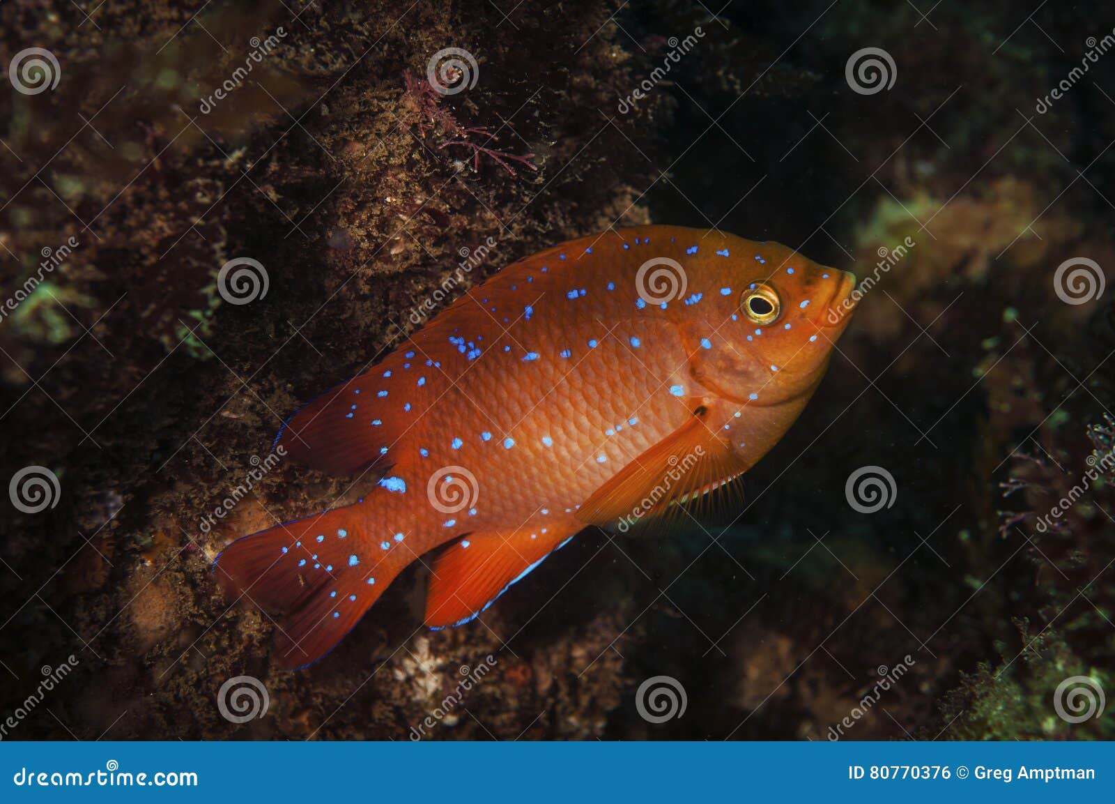Juvenile Garibaldi stock photo. Image of wild, wilderness 80770376