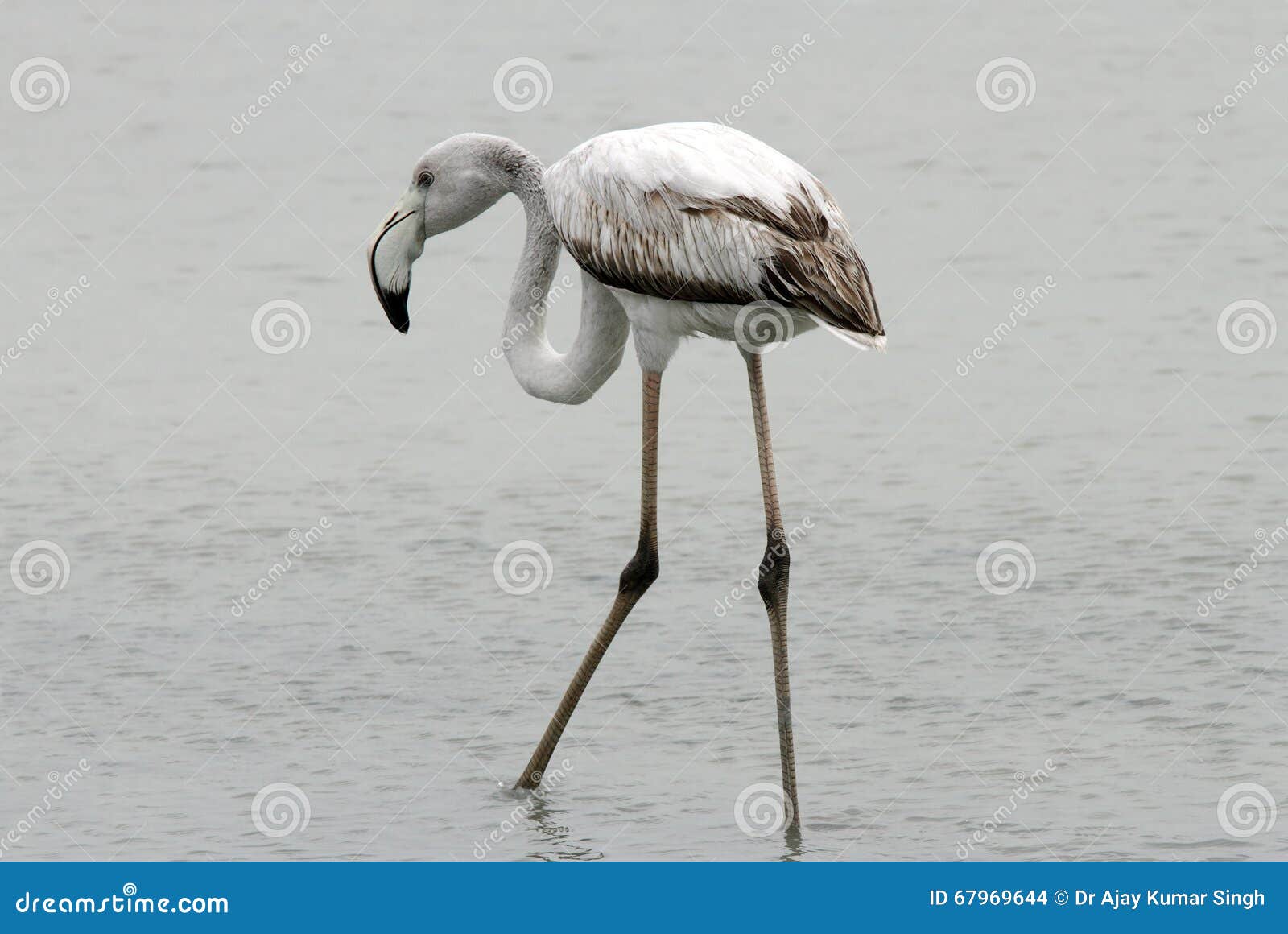 Juvenile Greater Flamingo stock photo. Image of feathered - 67969644