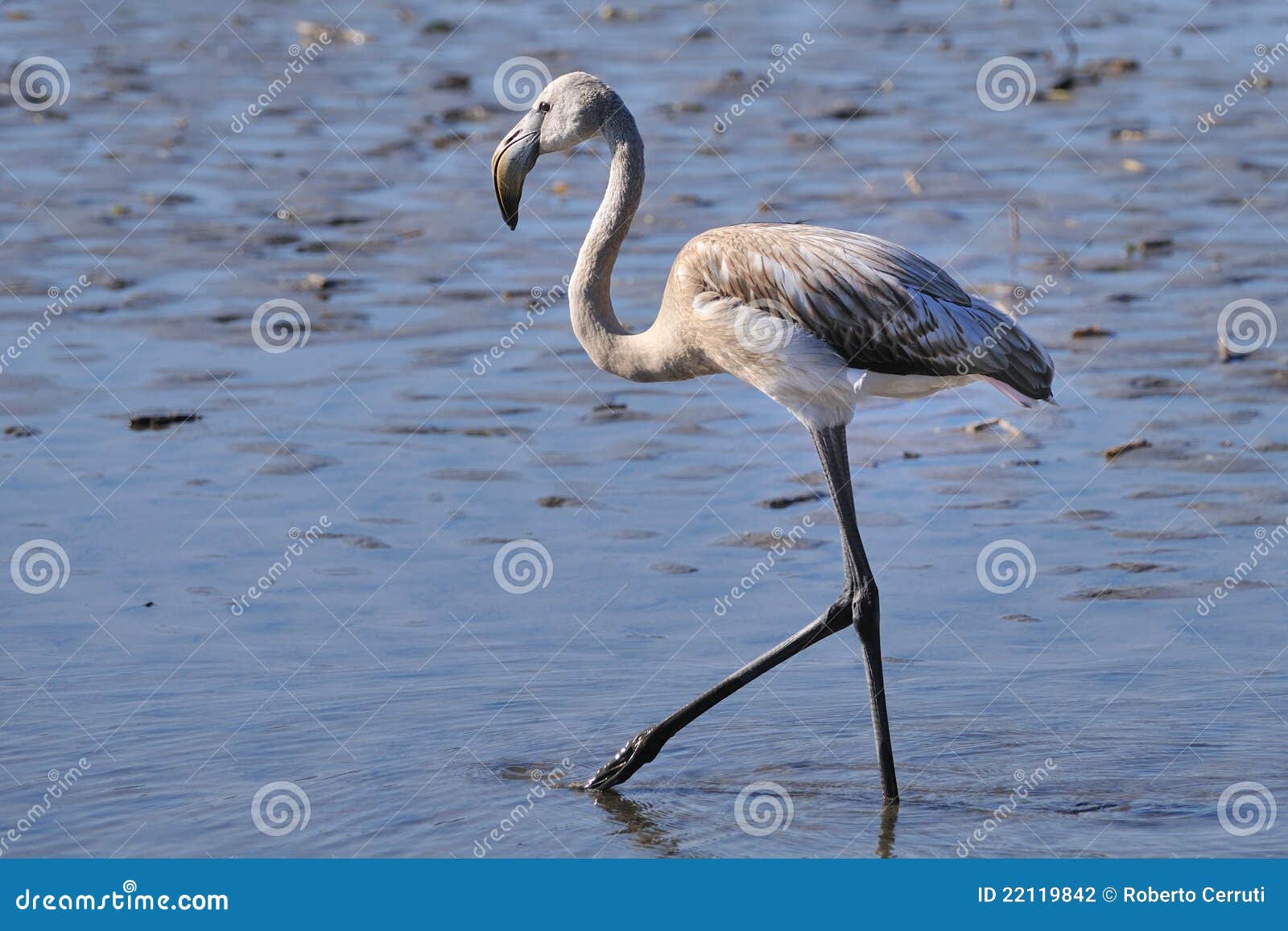 Juvenile Greater Flamingo Hunting in Shallow Water Stock Photo - Image ...