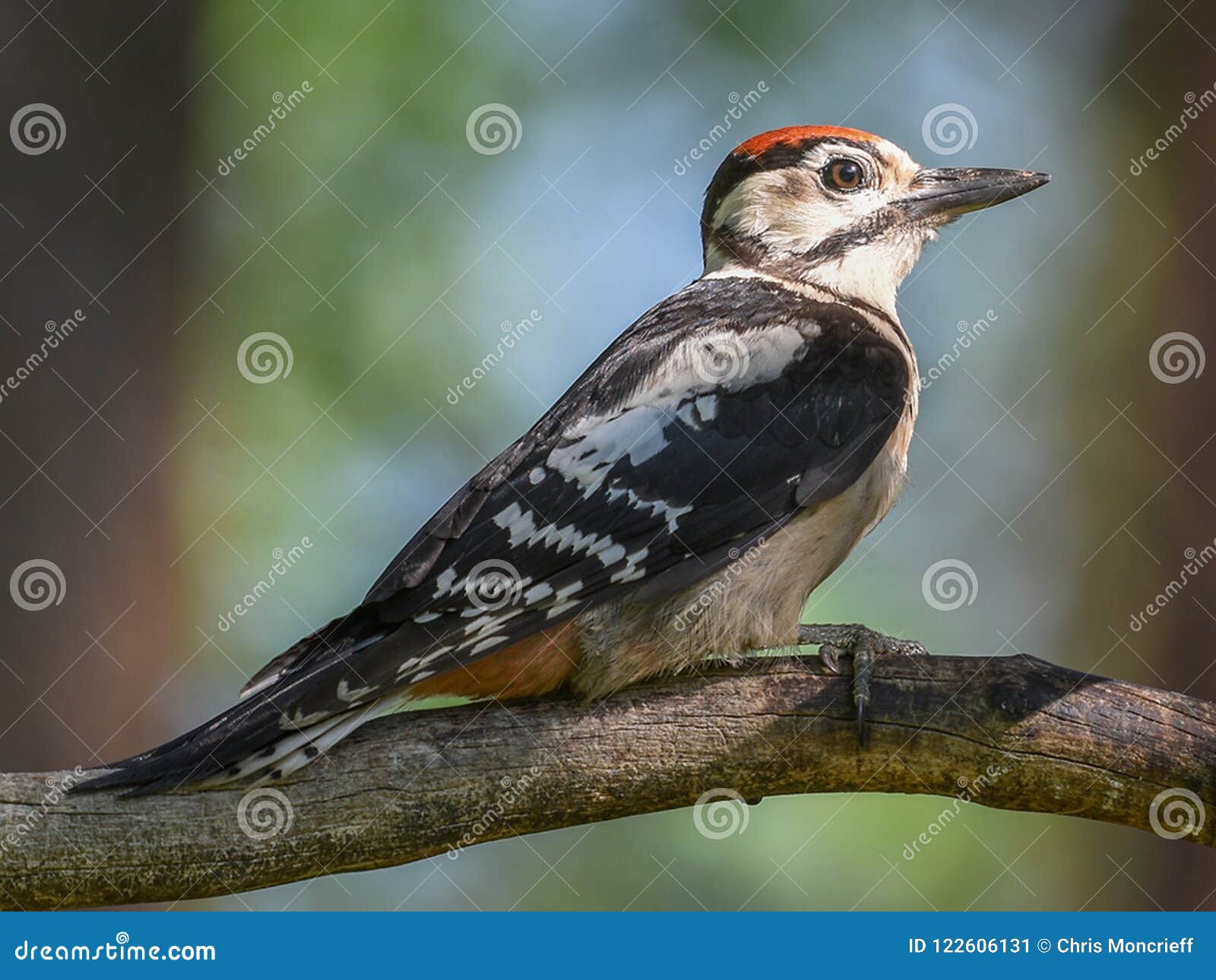 Juvenile Greater Spotted Woodpecker Stock Image - Image of forest