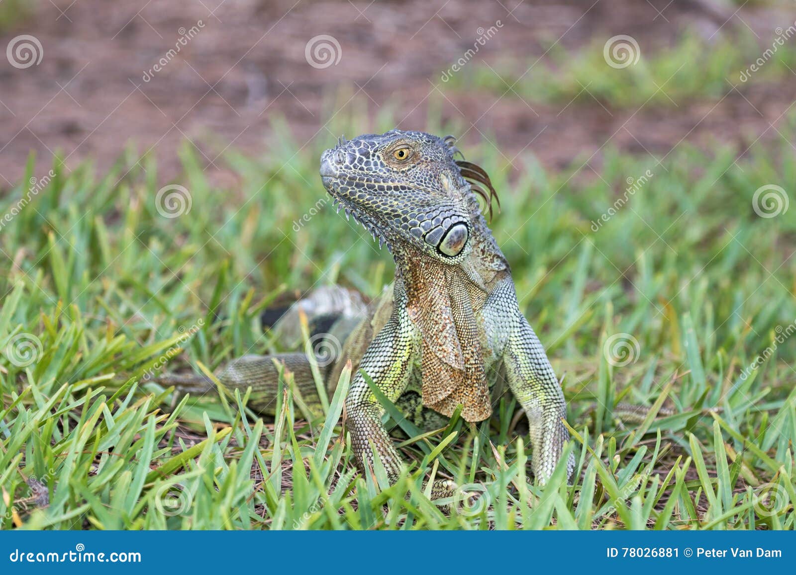 juvenile green iguana sitting in the grass