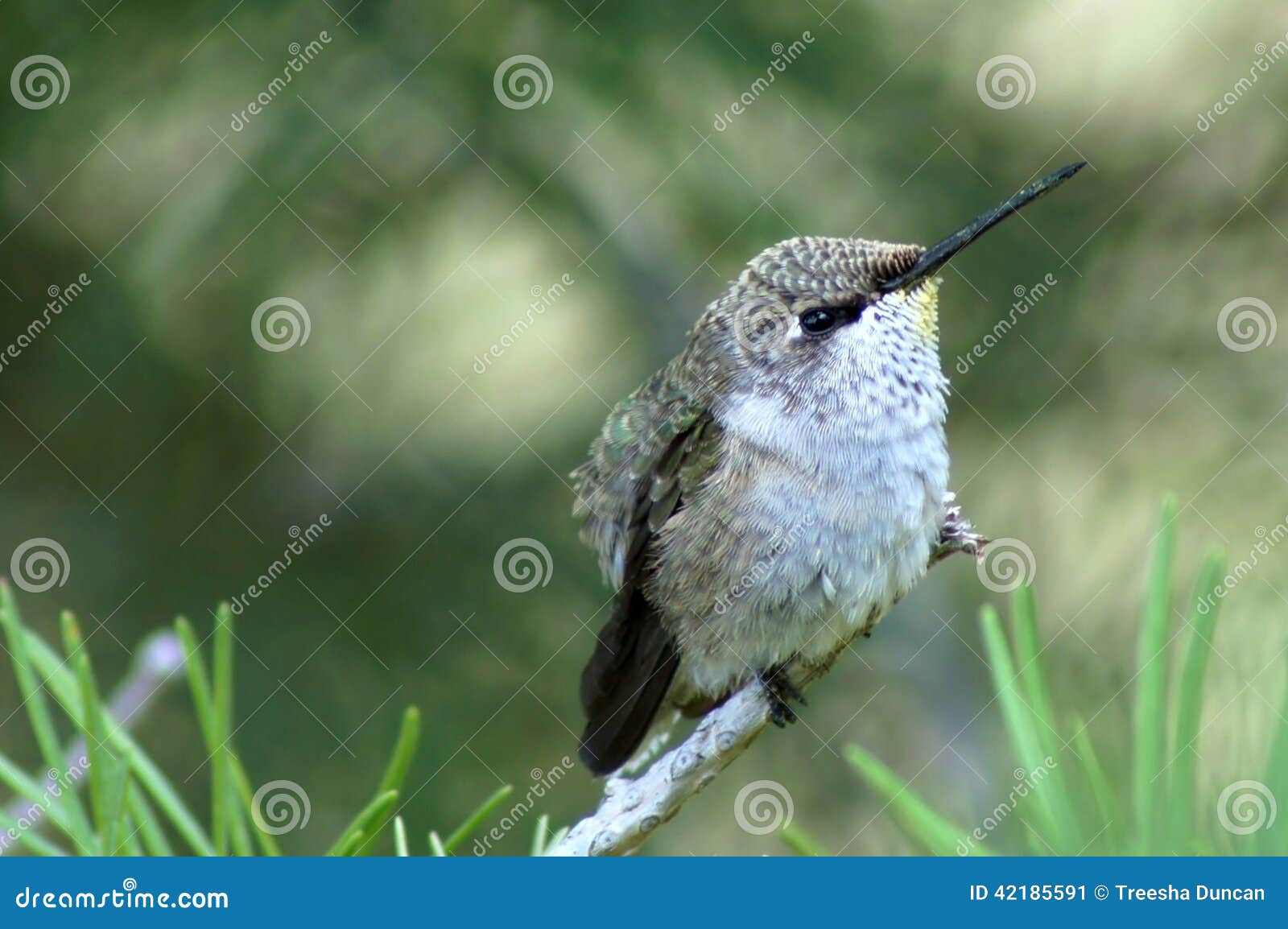 Juvenile hummingbird stock image. Image of forest, tree 42185591