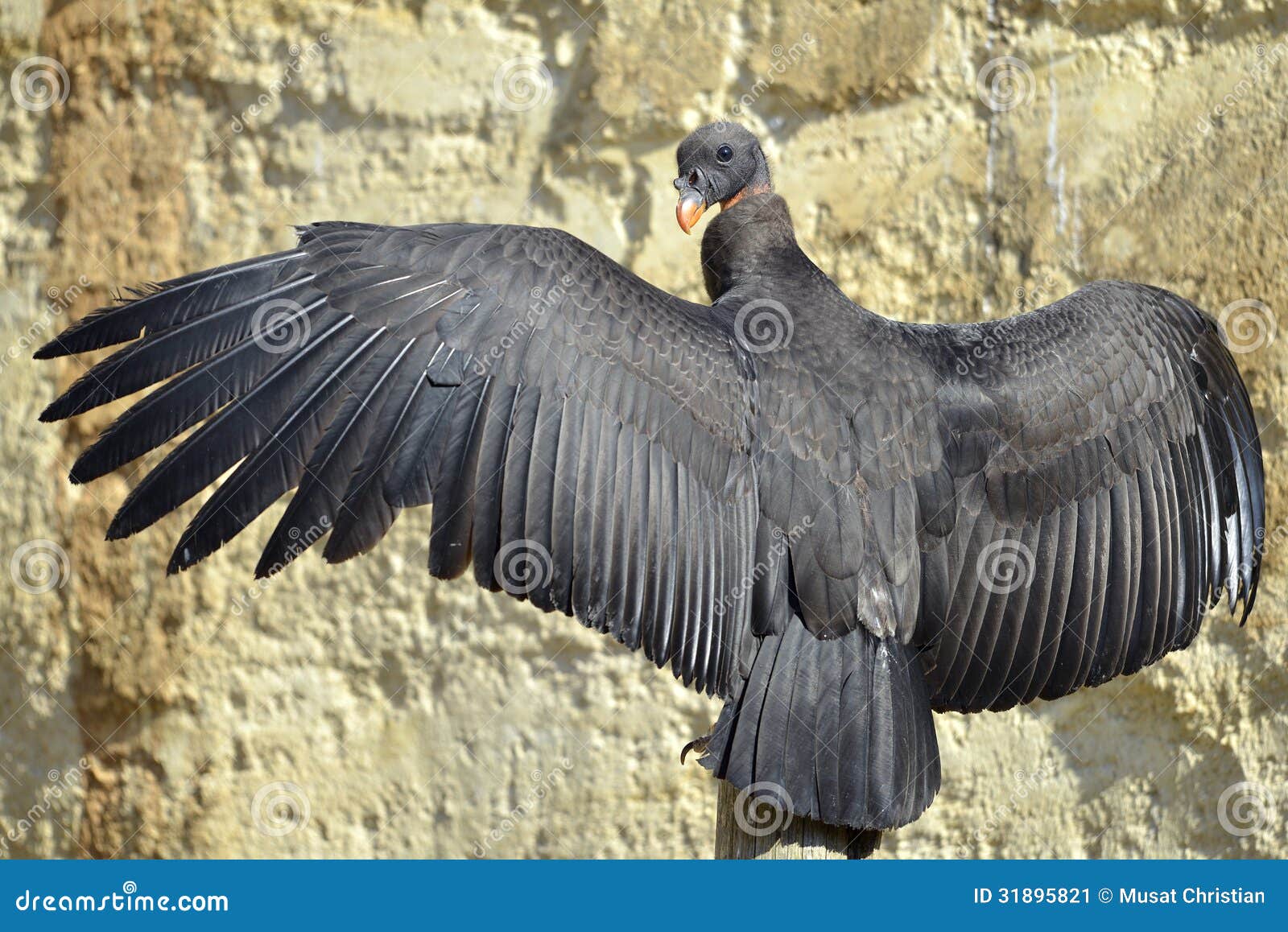 juvenile king vulture outspread wings