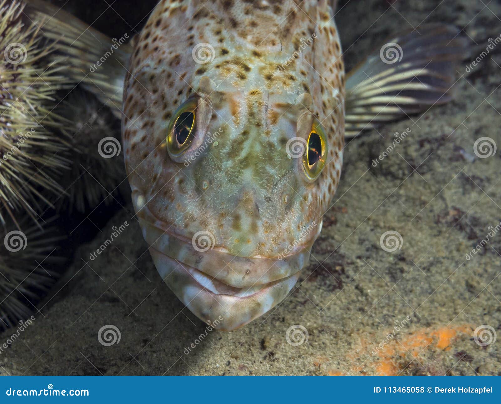 juvenile ling cod head ophiodon elongatus