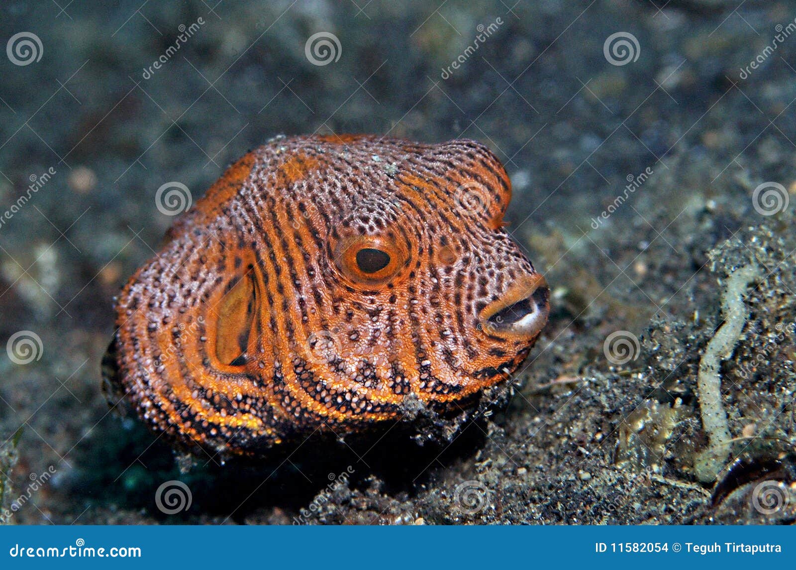 Juvenile map puffer fish stock photo. Image of mappa 11582054