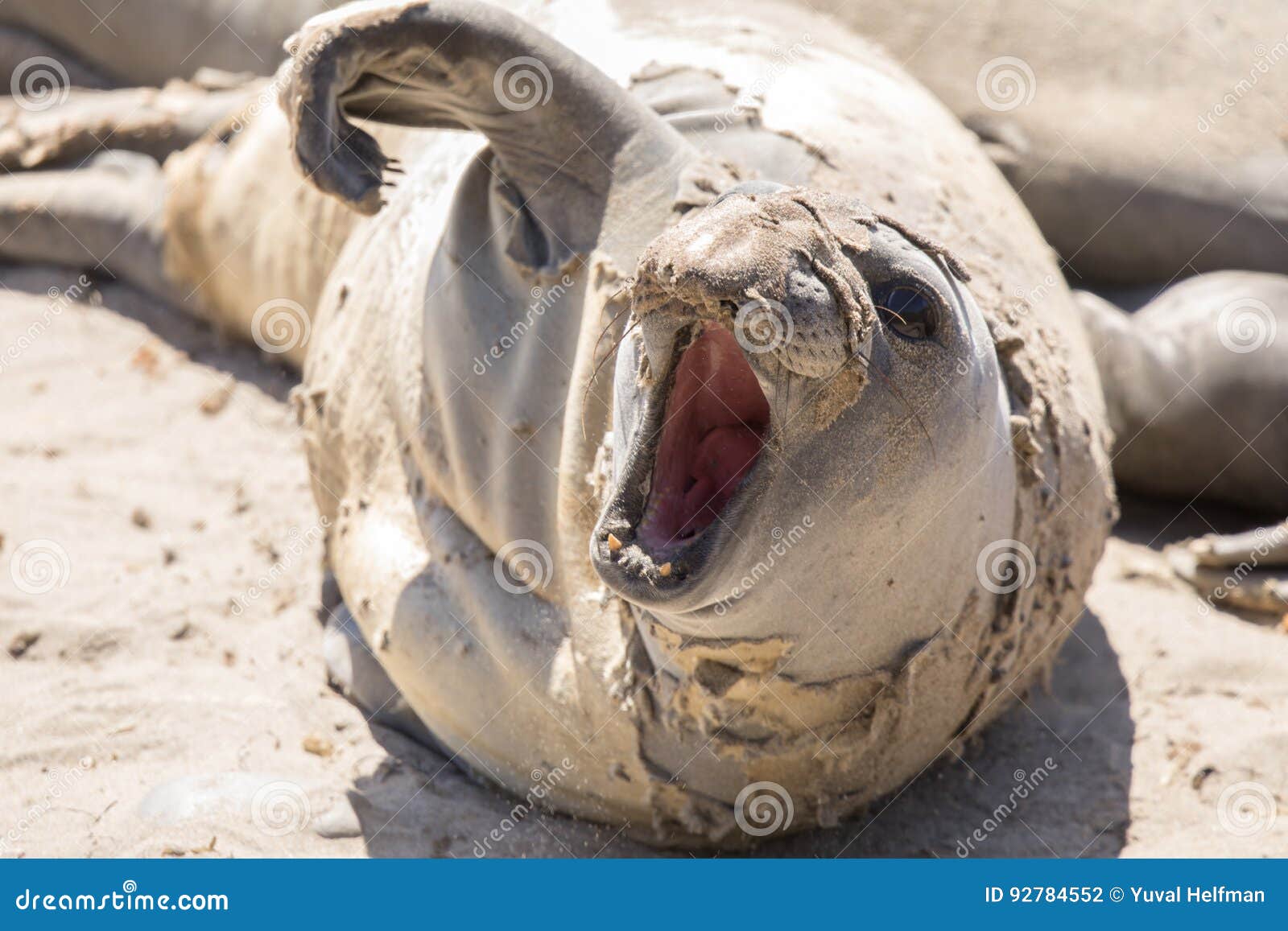 juvenile northern elephant seal bull mirounga angustirostris hawl out during molting season.