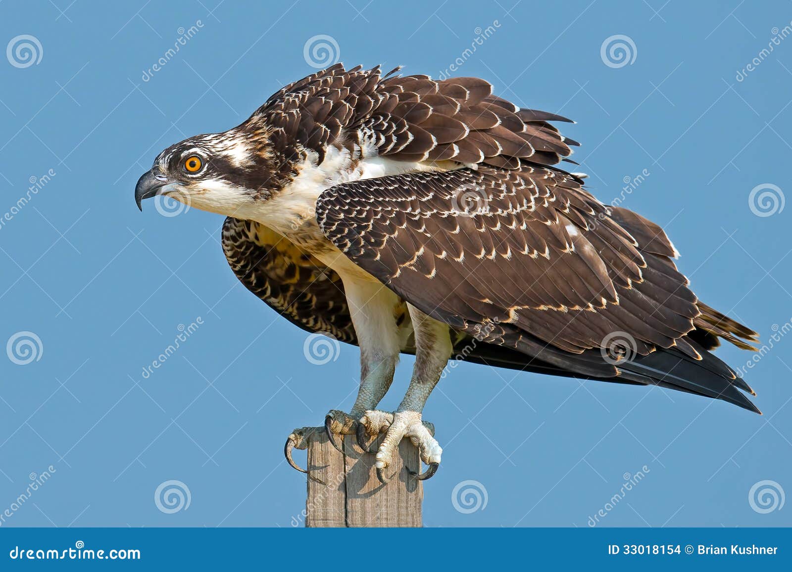 Juvenile Osprey Stock Photo Image Of Bird Birds Flight
