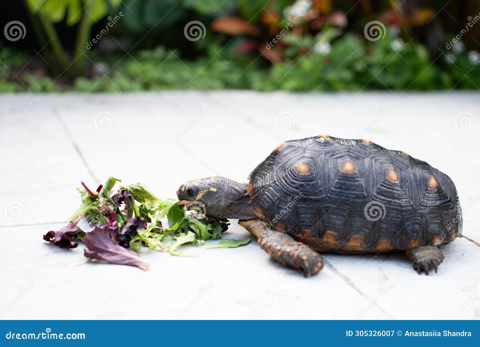 juvenile red footed tortoise eating greens. chelonoidis carbonarius