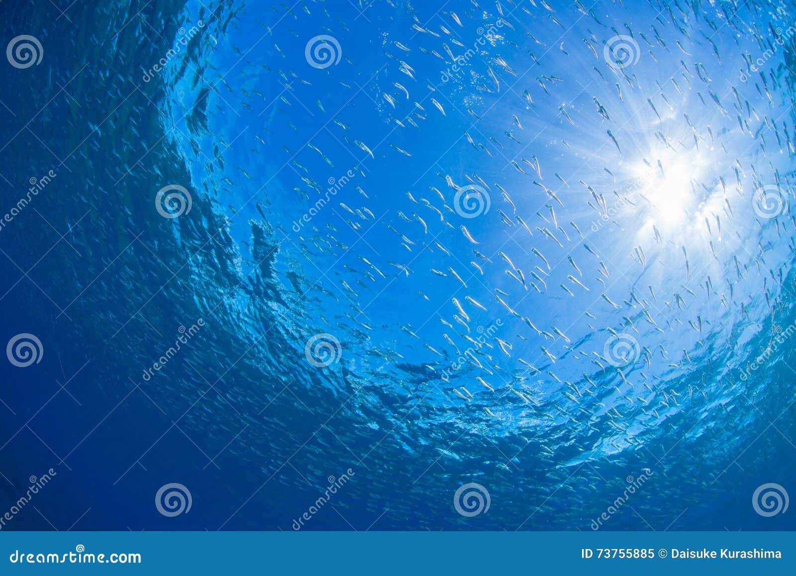 Juvenile Sardine and Sunlight Stock Image Image of fishing, reef