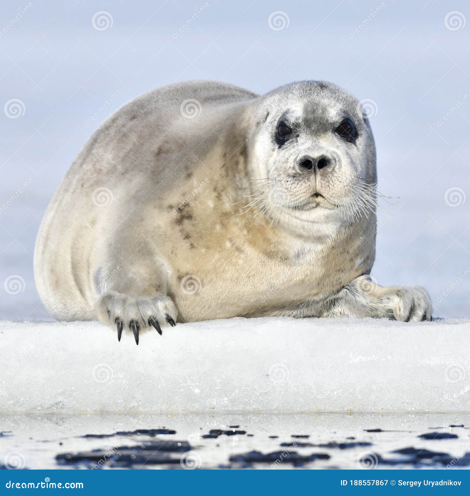 juvenile seal resting on an ice floe. front view