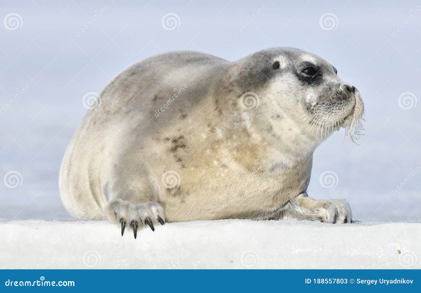 juvenile seal resting on an ice floe.