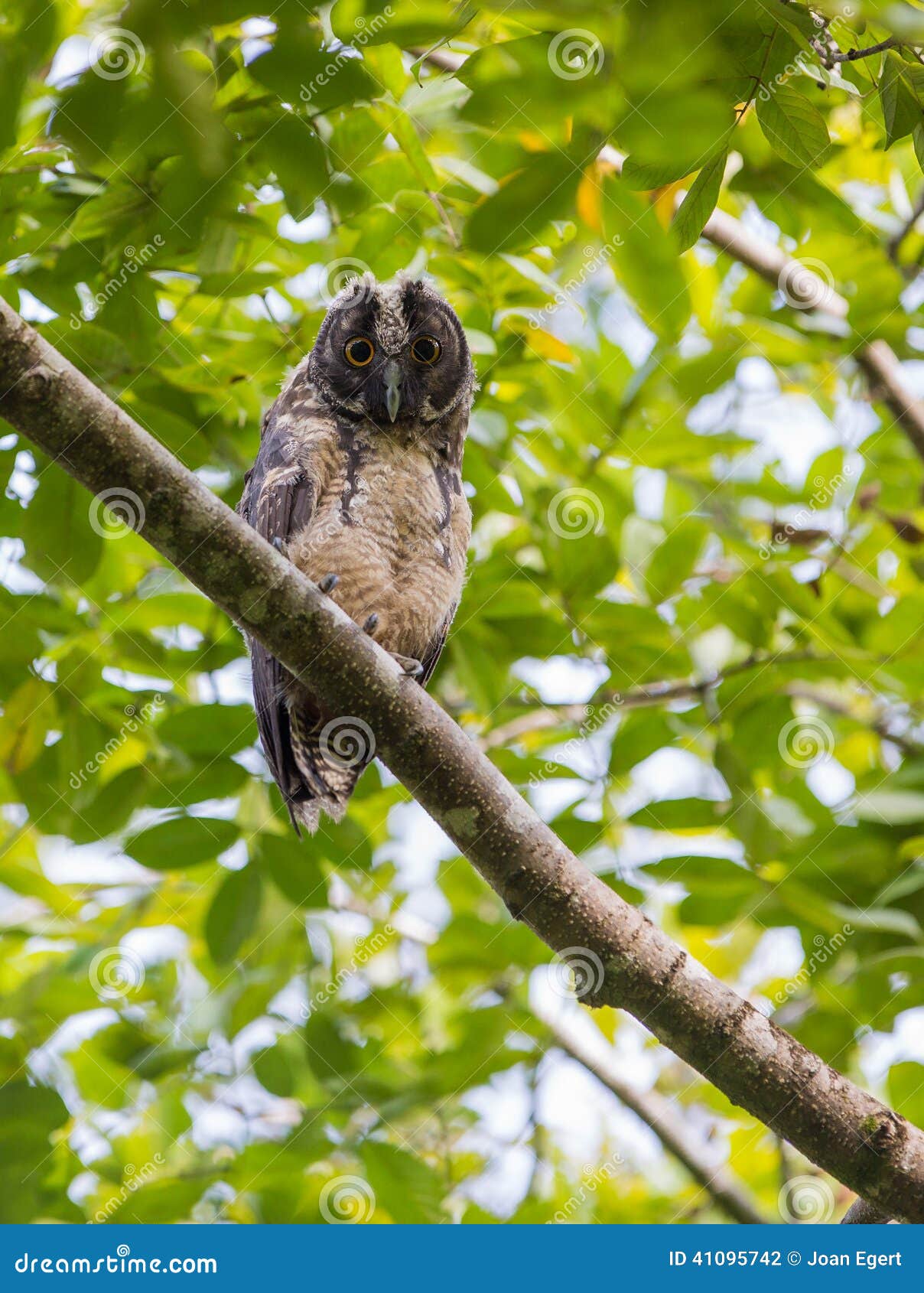 juvenile stygian owl looking down