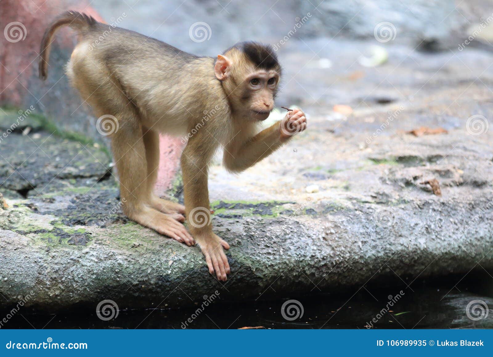 sunda-pig tailed macaque offspring