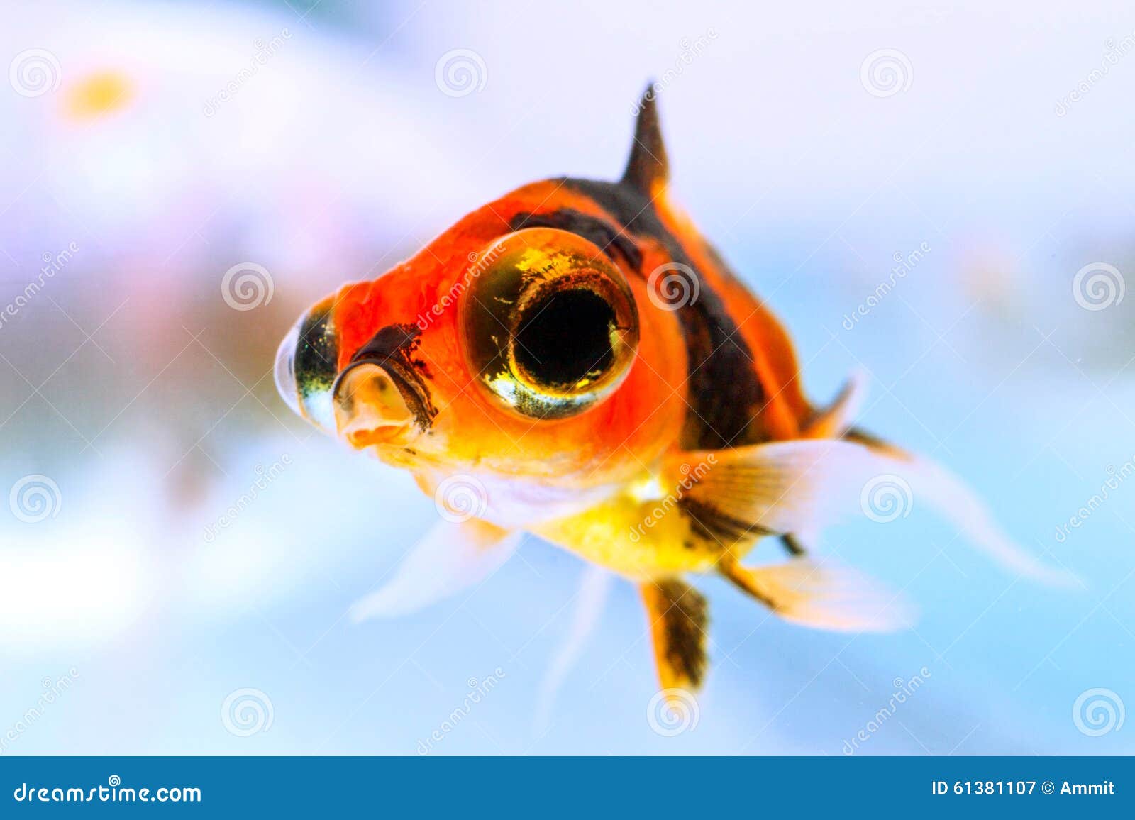 telescope goldfish price telescope goldfish price