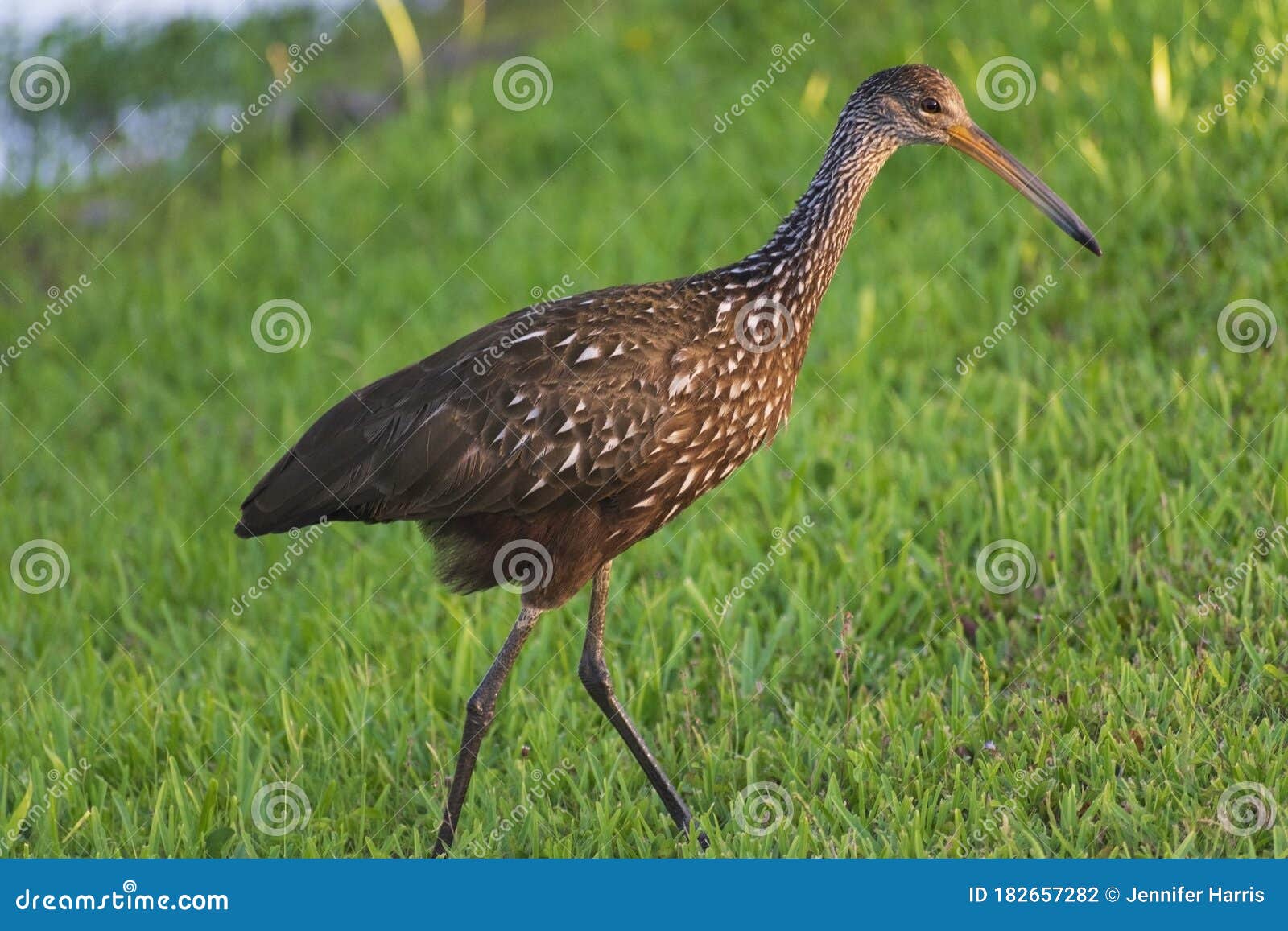 juvenile white ibis wading and hunting in water, florida wildlife, bird watching photography, royalty free stock image