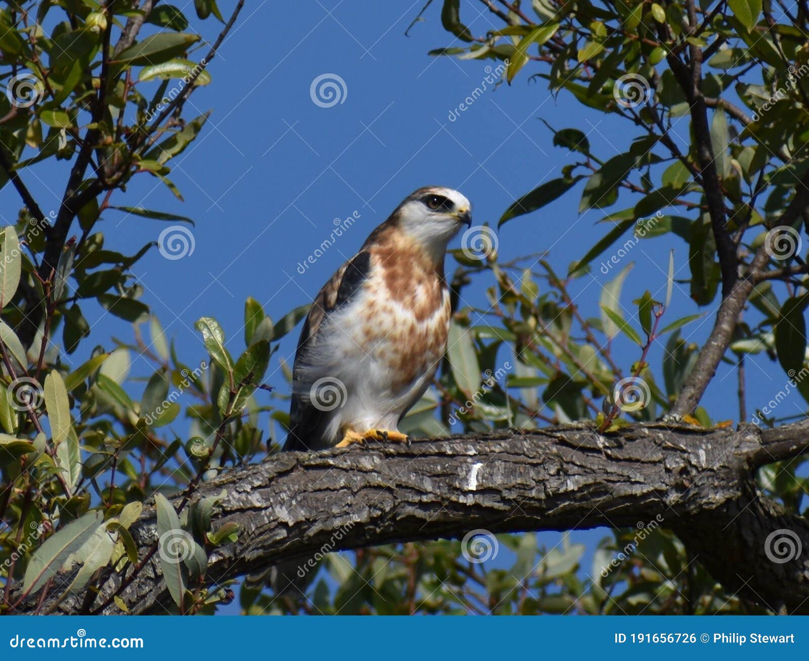 A Juvenile White-tailed Kite on Tree Branch Stock Photo - Image of ...