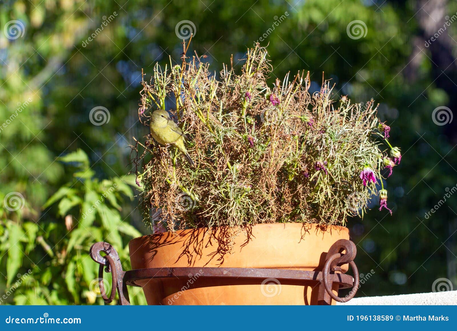 Juvenile Yellow Warbler in a Potted Plant Stock Image - Image of ...