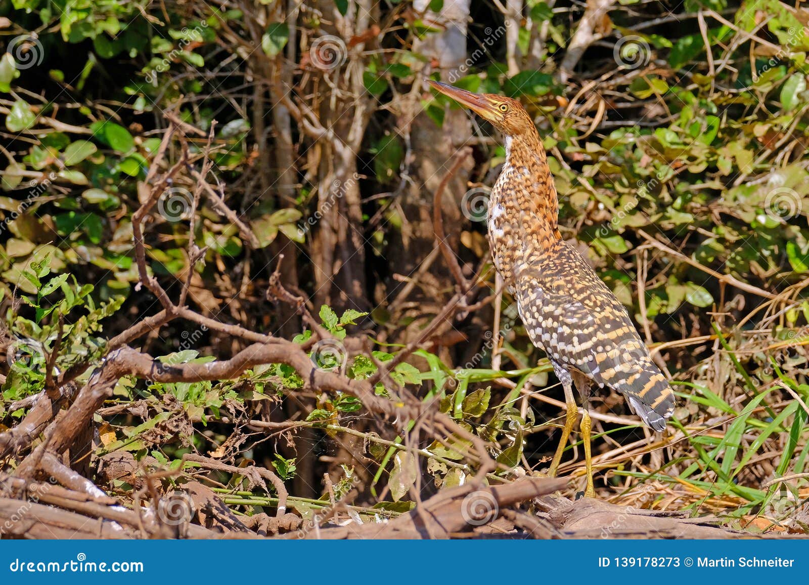 juvenile young rufescent tiger heron, tigrisoma lineatum, in the nature habitat near porto jofre, pantanal, brazil