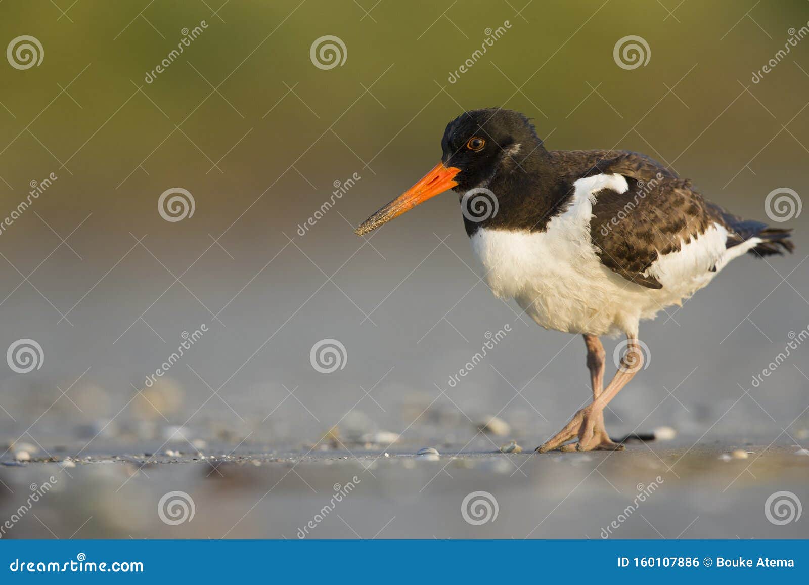 a juvenle eurasian oystercatcher resting and foraging during migration on the beach of usedom germany.