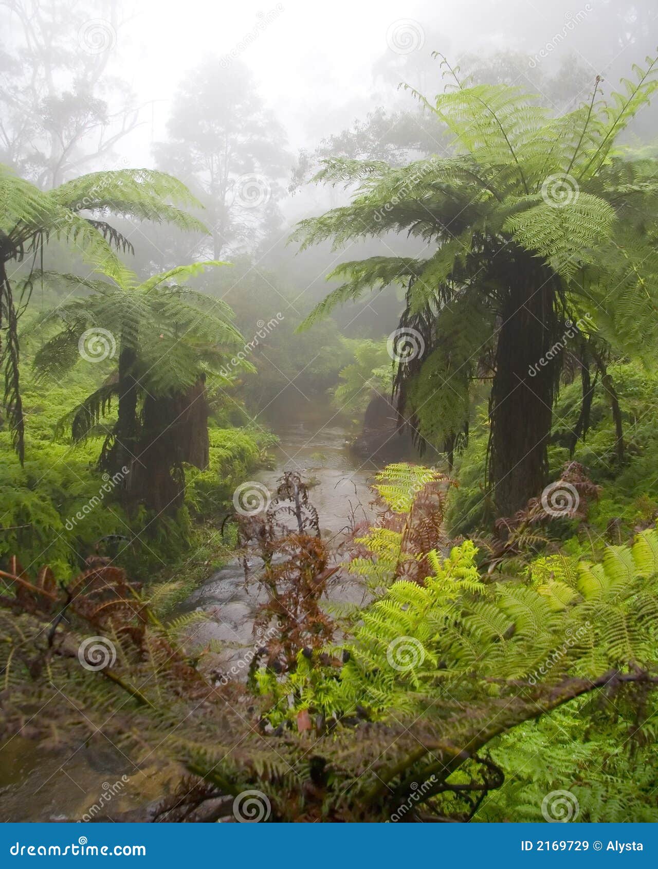 29,427 Jungle Mist Stock Photos - Free & Royalty-Free Stock Photos from  Dreamstime