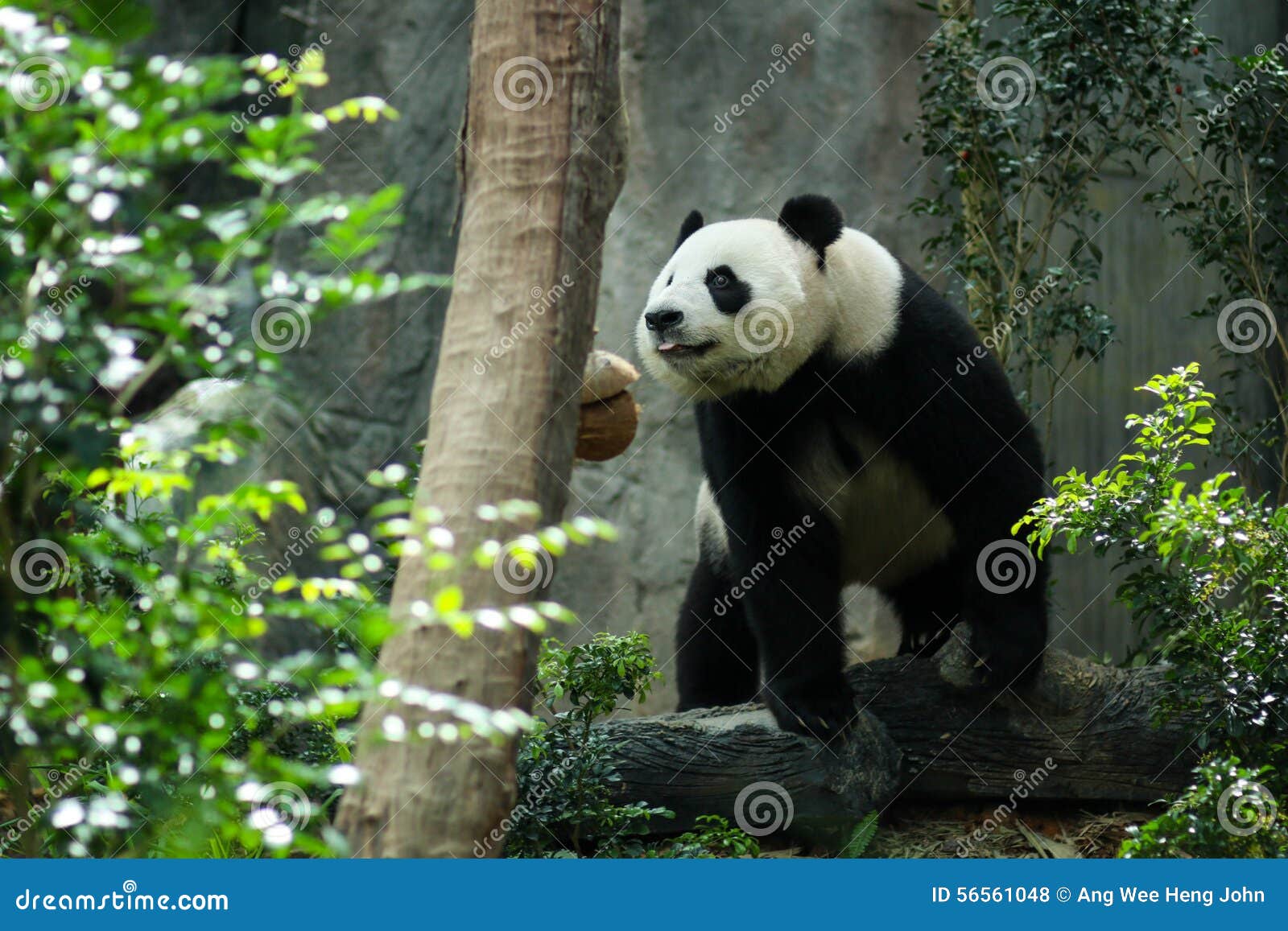 Jätte- panda i zoobilaga