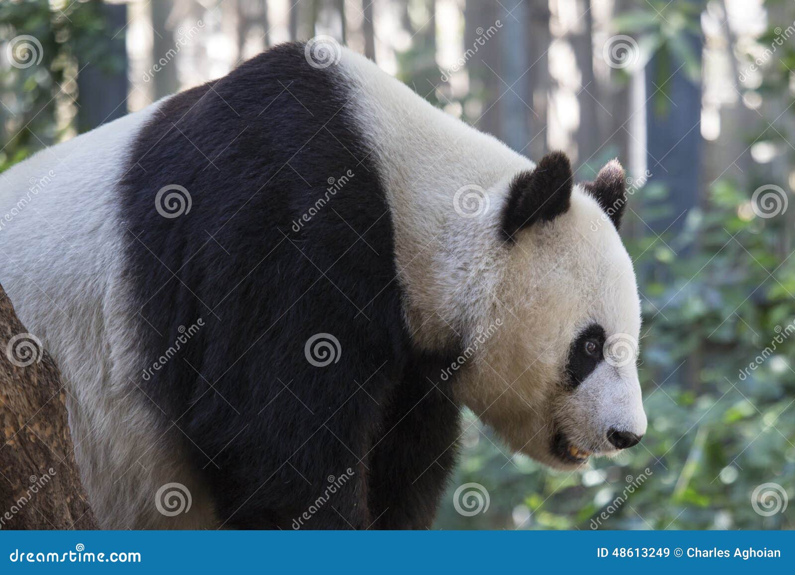Jätte- pandabjörn. Bild av en jätte- Panda Bear