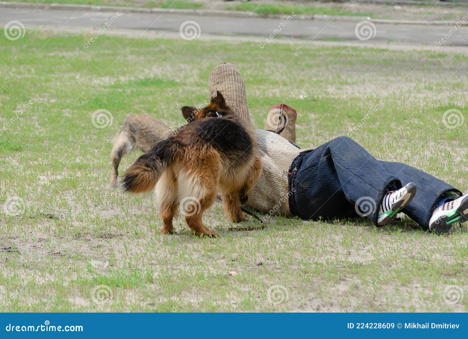 K9 Dog Training. Attack German and Belgian Shepherds Stock Image