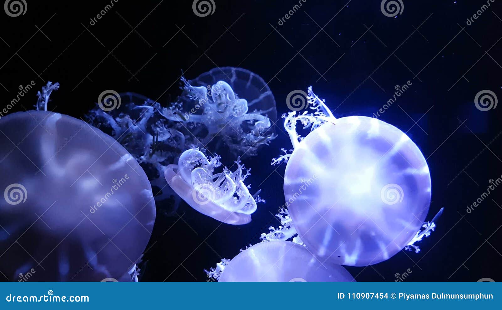 4K. Group of Fluorescent Jellyfish Swimming in Aquarium Pool Stock Footage  - Video of life, coral: 110907454