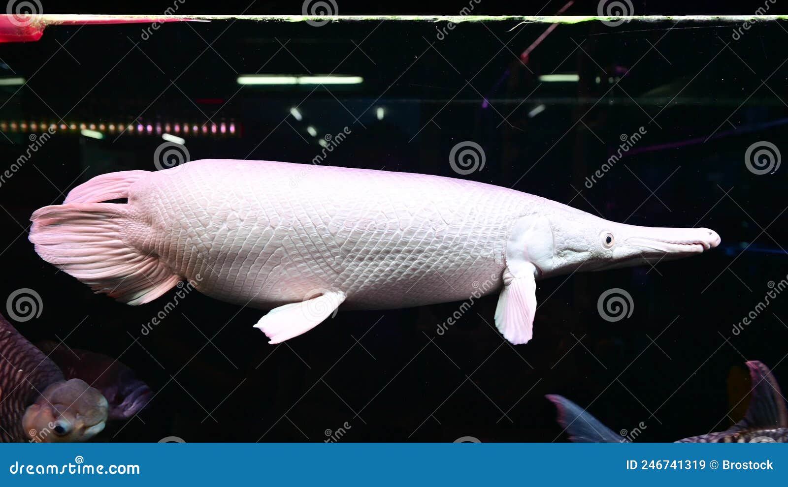 4K Huge Snow Alligator Gar in Aquarium Stock Video Video of aligator