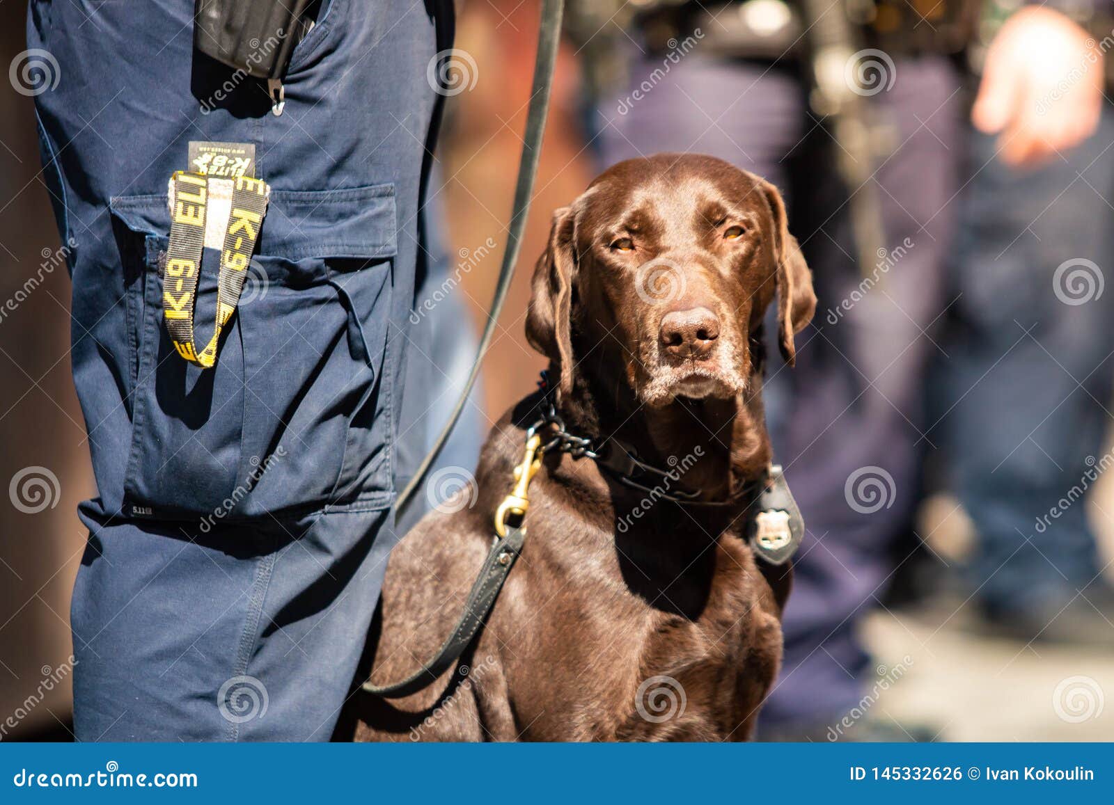 Emotional photo shows police department saying goodbye to K9 officer  6abc  Philadelphia