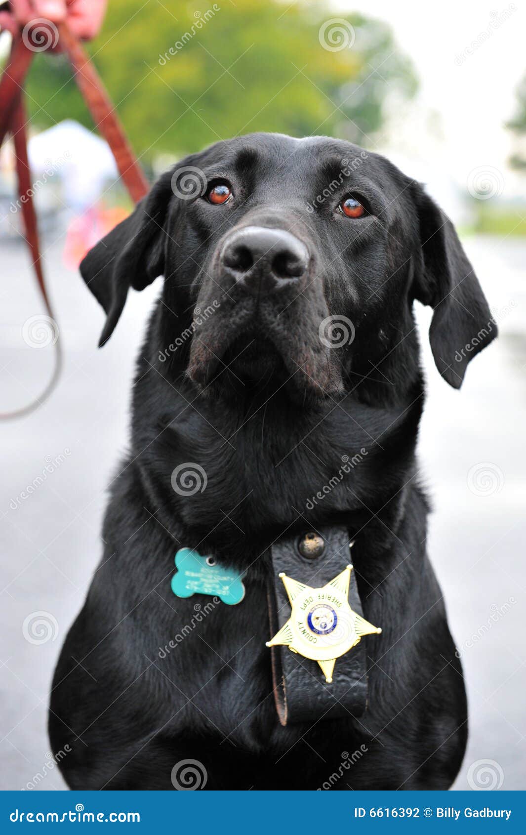 K9 Cop stock photo. Image of sentinel, black, loyal, canine 6616392