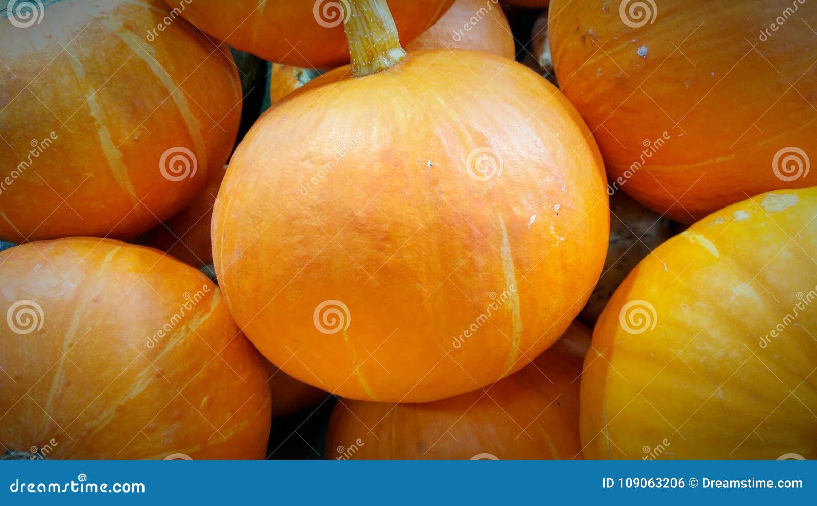 Kabocha Squash Japanese Pumpkin Stock Photo Image Of Picture Also 109063206,What Is Brinell Hardness