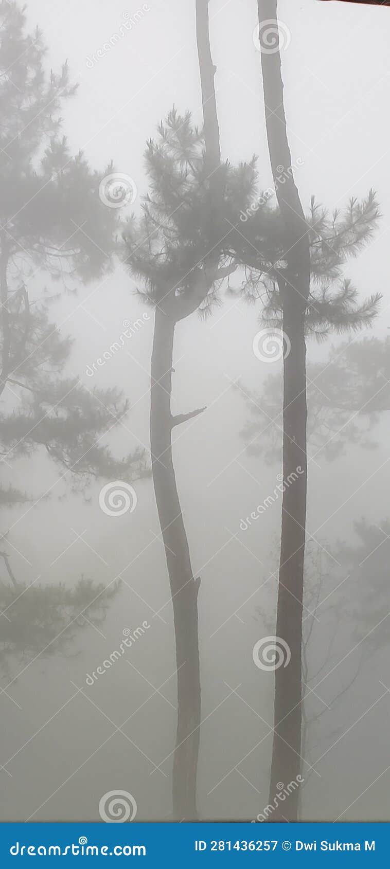 kabut in forest