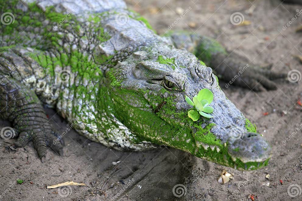 KachikallyKrokodilTeich, Bakau, Gambia, WestAfrika Stockfoto Bild