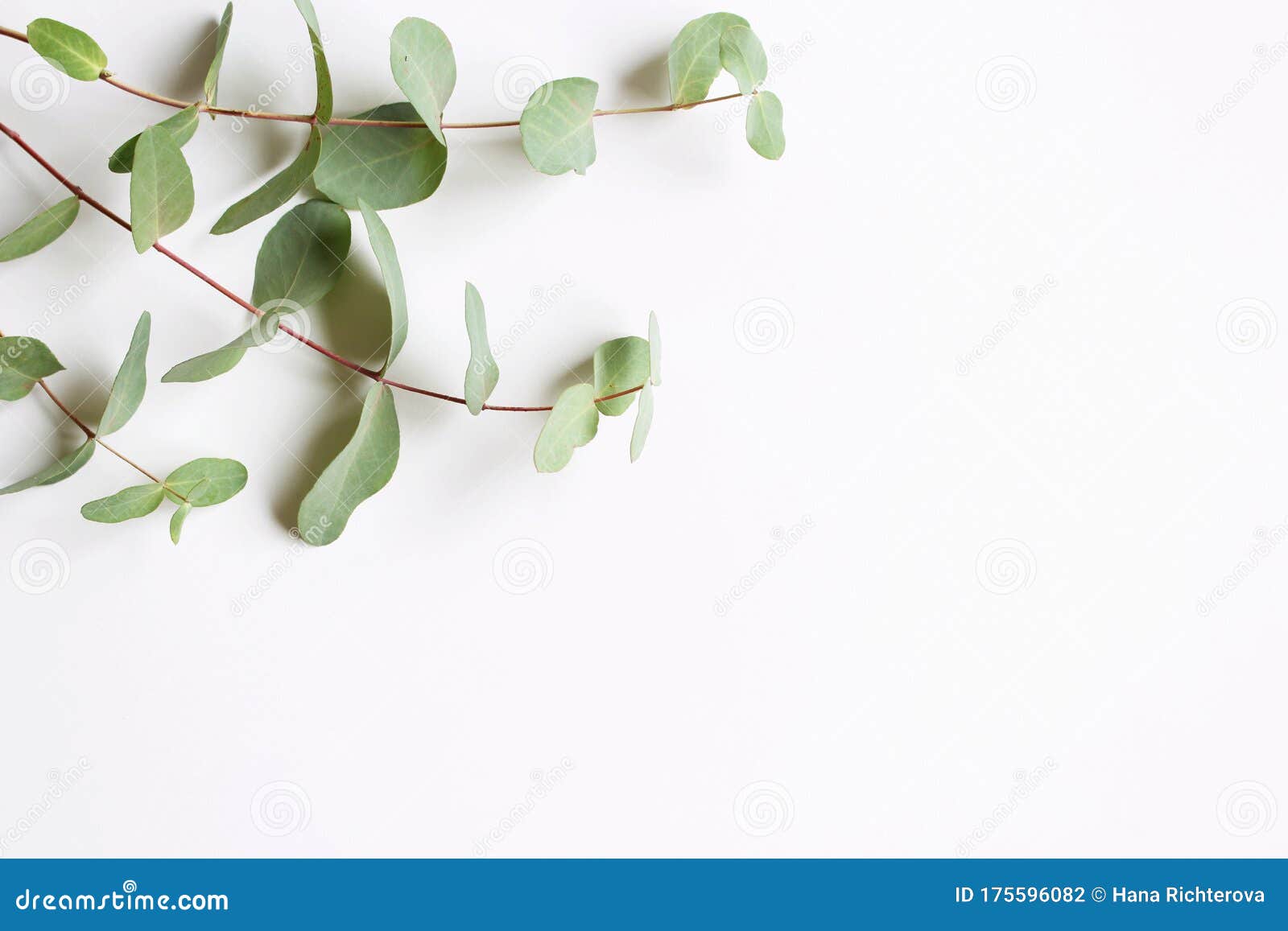 Kaderhoek Gemaakt Van Groene Eucalyptusbladeren En Takken Op Witte  Achtergrond. Florale Samenstelling. Feminievormig Stock Foto - Image Of  Macro, Mooi: 175596082