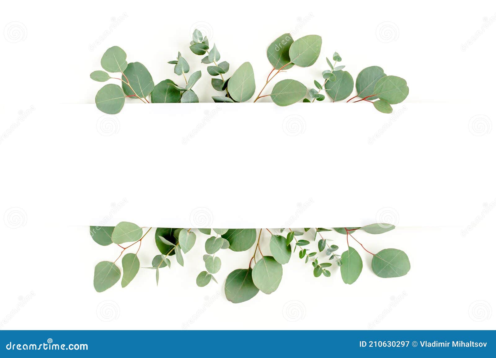 Kaderrand Van Groene Bladeren Eucalyptus Geïsoleerd Op Witte Achtergrond. Platte Weergave Boven Stock Afbeelding - Image Of Decoratie, Ontwerp: 210630297