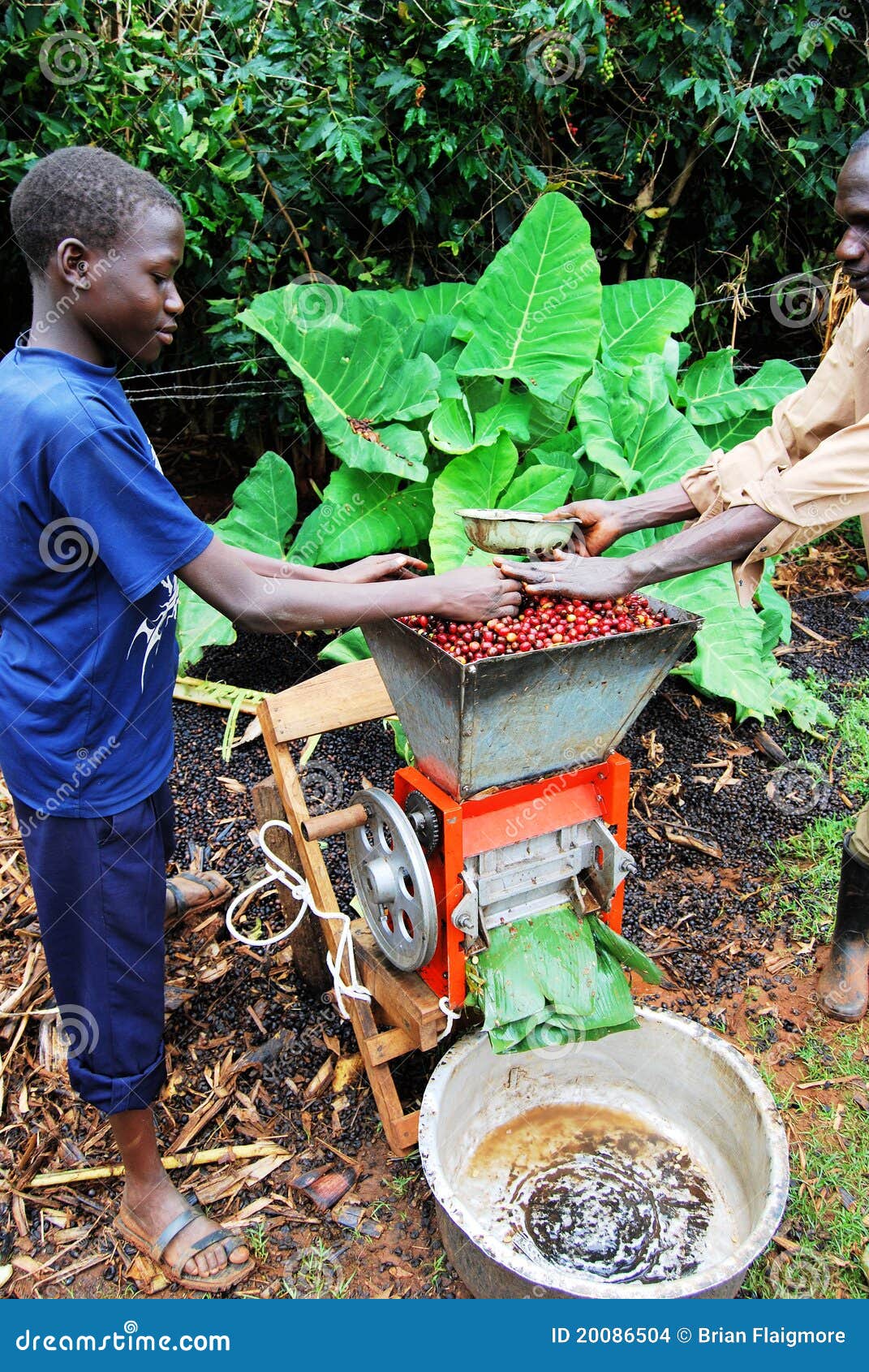 Kaffeelandwirte in Uganda schälen Kaffeebohnen nach Sammeln sie.