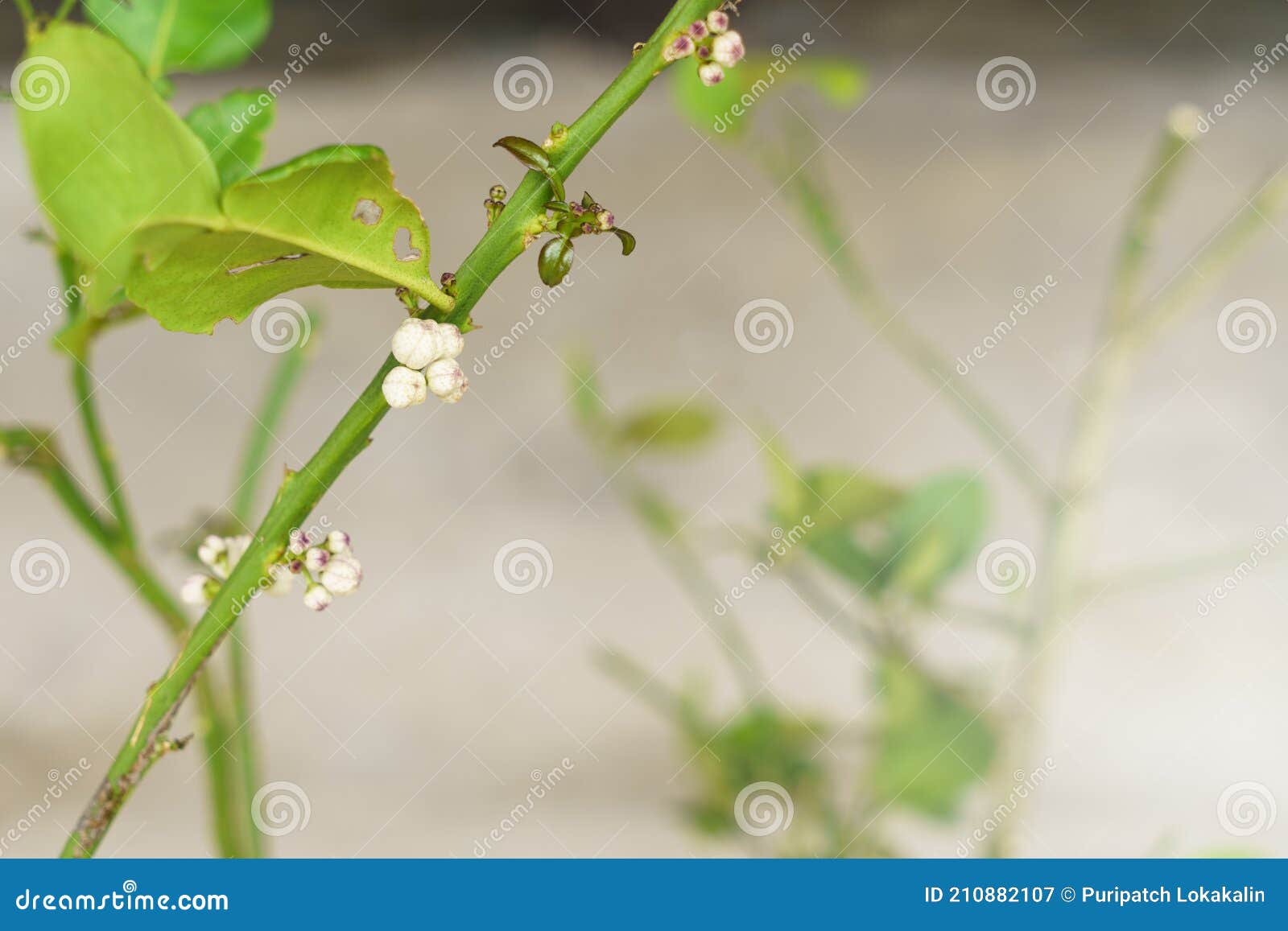 Kaffir lime flower buds stock image. Image of fresh 210882107