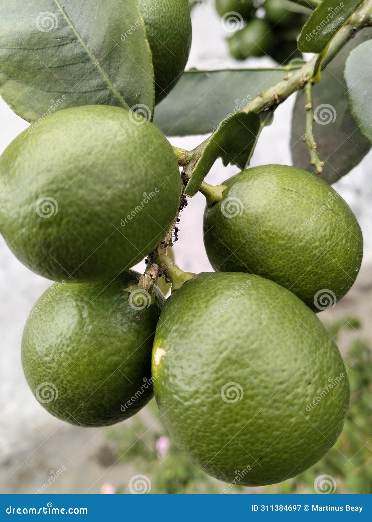 kaffir lime, sweet lime from mount sindoro