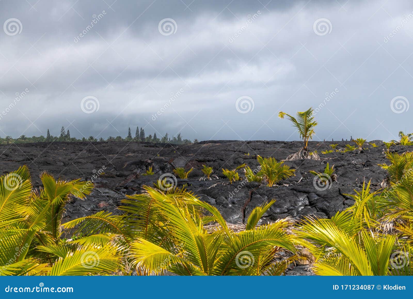 Young Palm Trees on Top of 1990 Lava Hardened, Kaimu, Hawaii, USA Stock ...