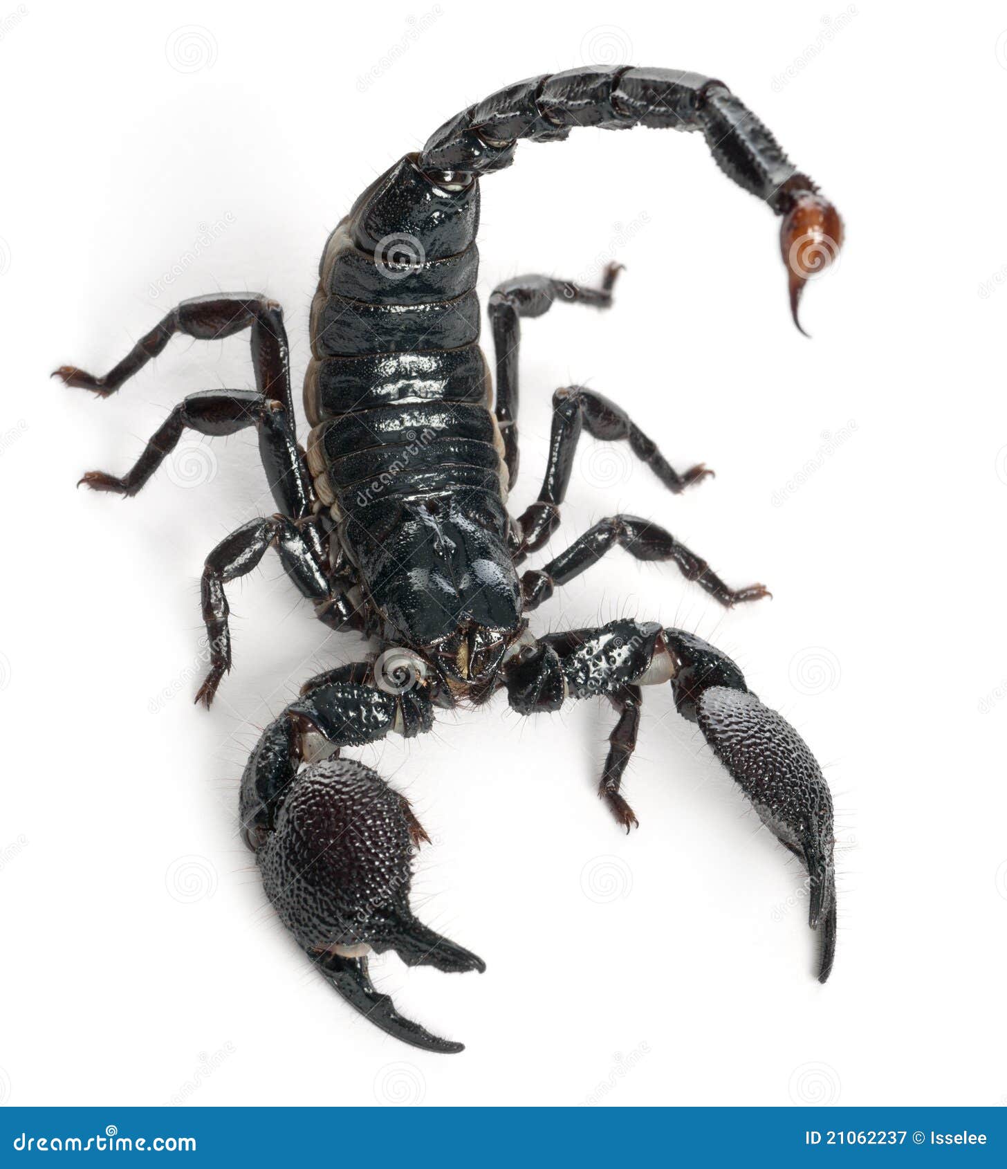 Skorpion Foto Skorpion Foto