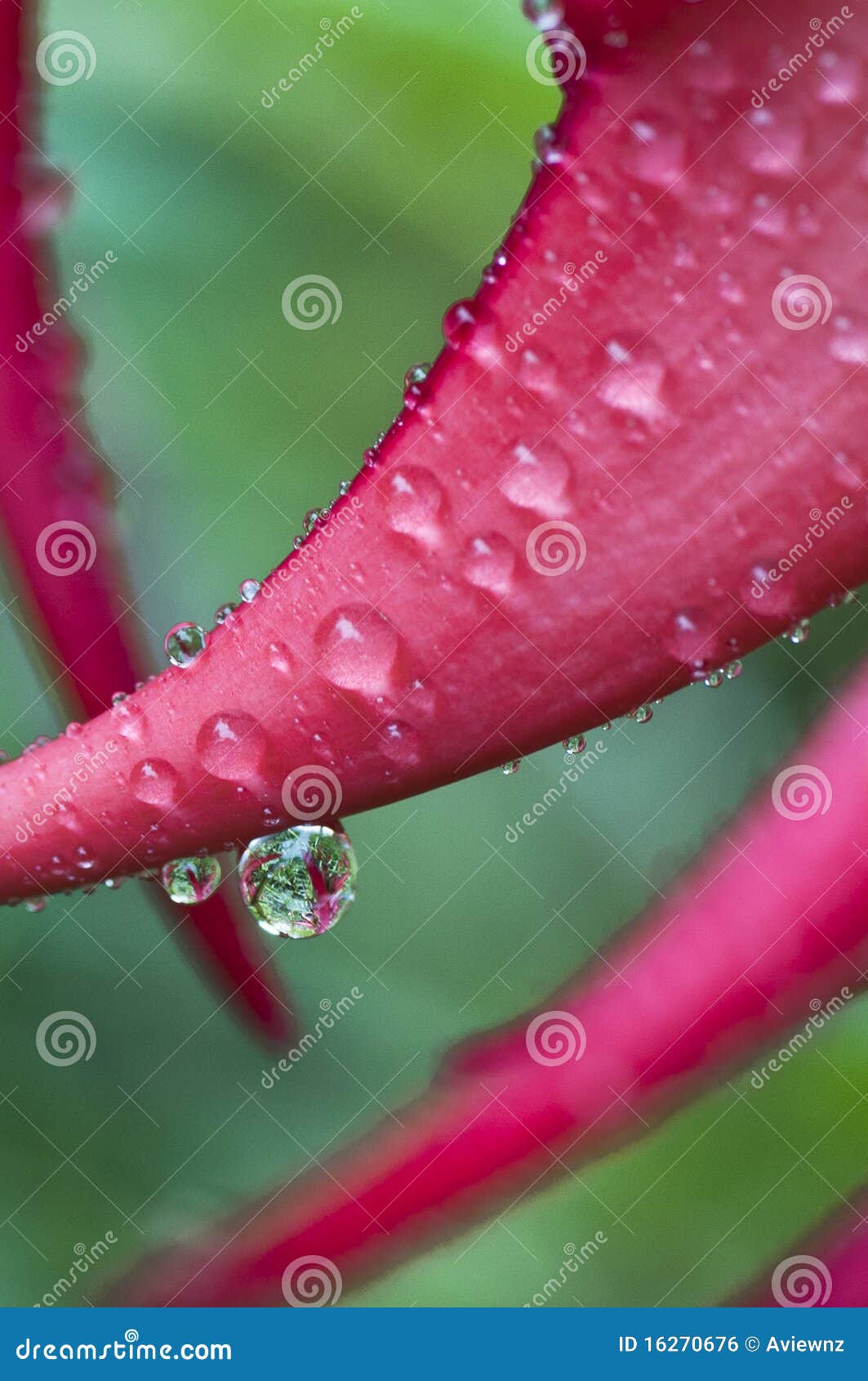 Kaka beak rain drop stock photo. Image of plant, ngutukaka - 16270676