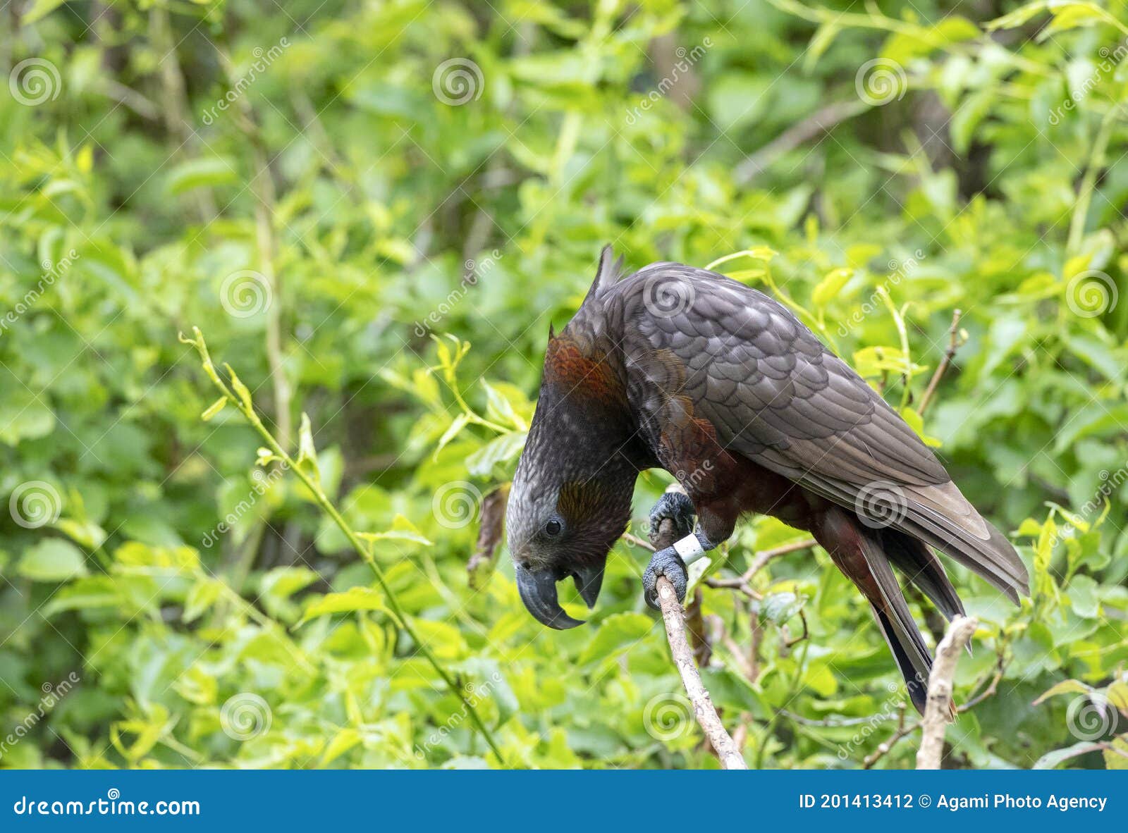 kaka, nestor meridionalis septentrionalis