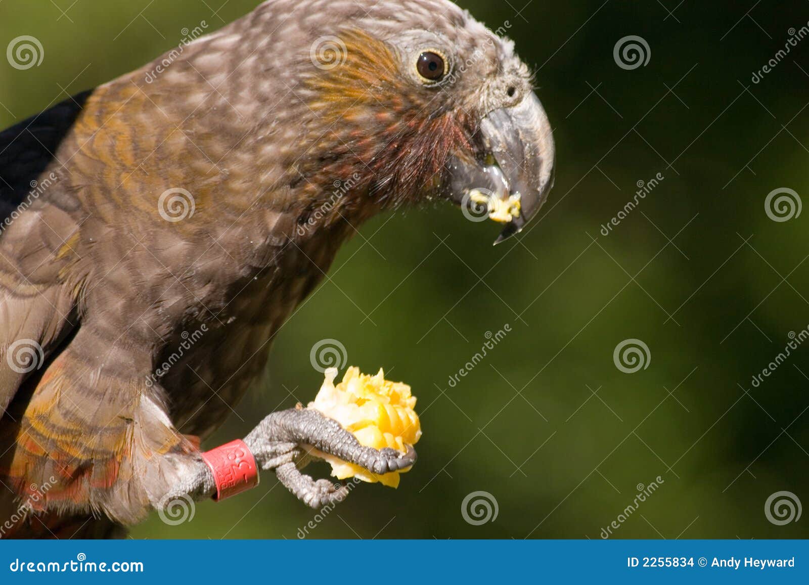 Kaka parrot eating corn stock photo. Image of eats, alone 2255834