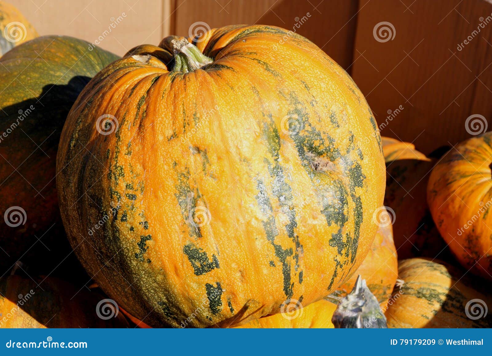 kakai pumpkin, cucurbita pepo